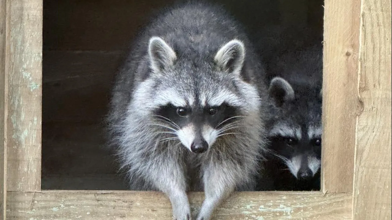 Quatro guaxinins fugiram de um zoo em Inglaterra. Um já foi encontrado