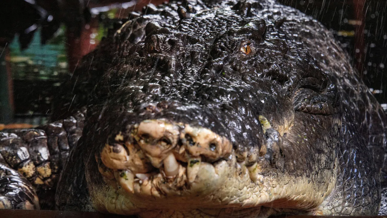 Maior crocodilo em cativeiro do mundo morre na Austrália