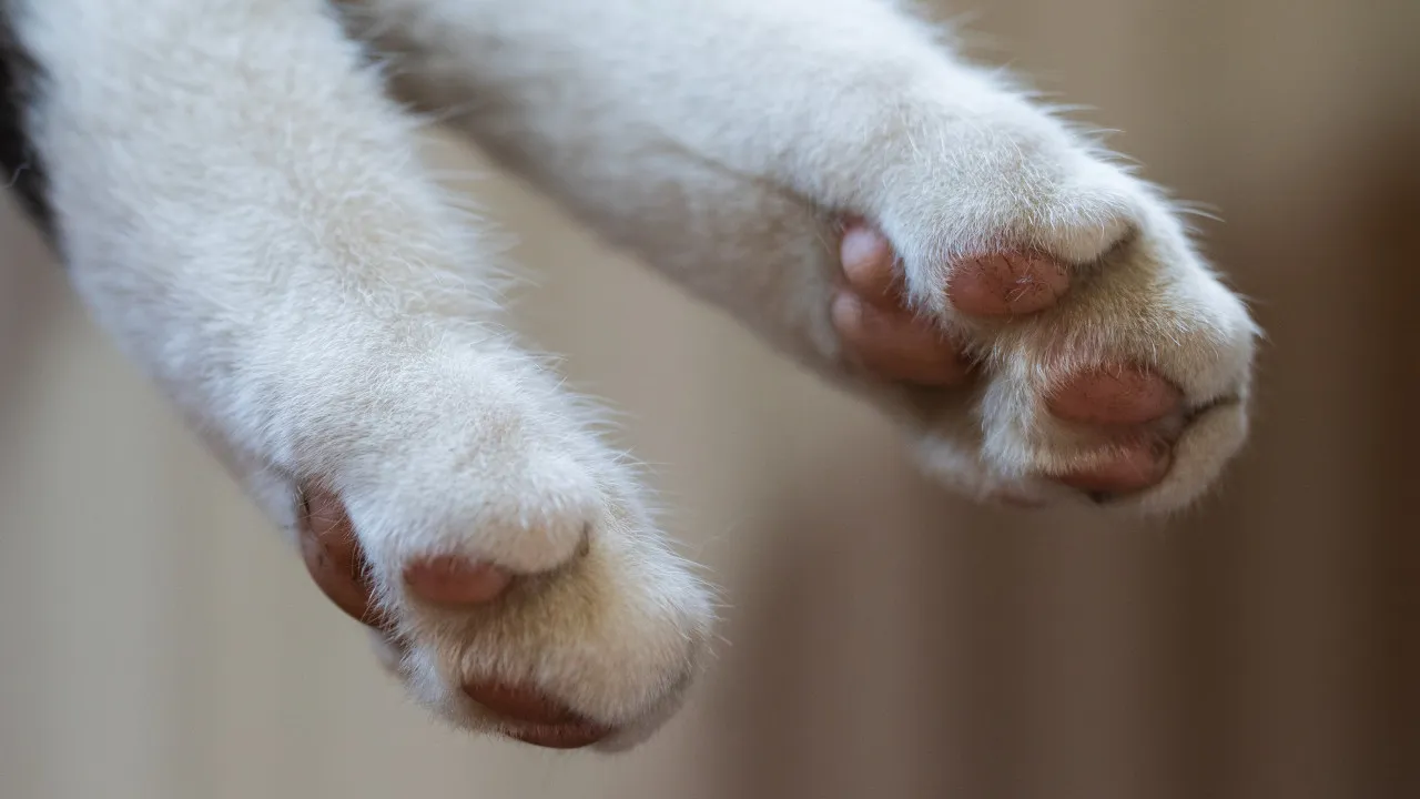 Família reencontra gato de estimação... Sete anos e 4.000 km depois nos EUA