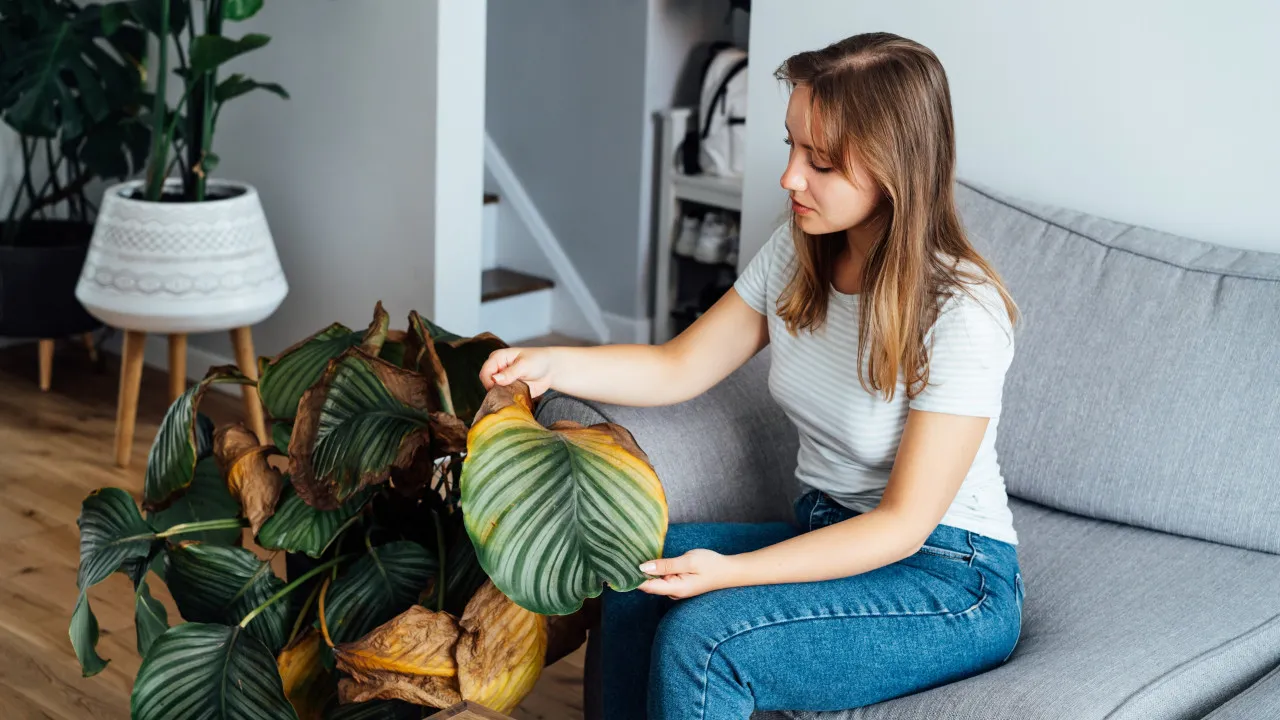 Feng shui. Cinco sítios em casa onde deve evitar colocar plantas