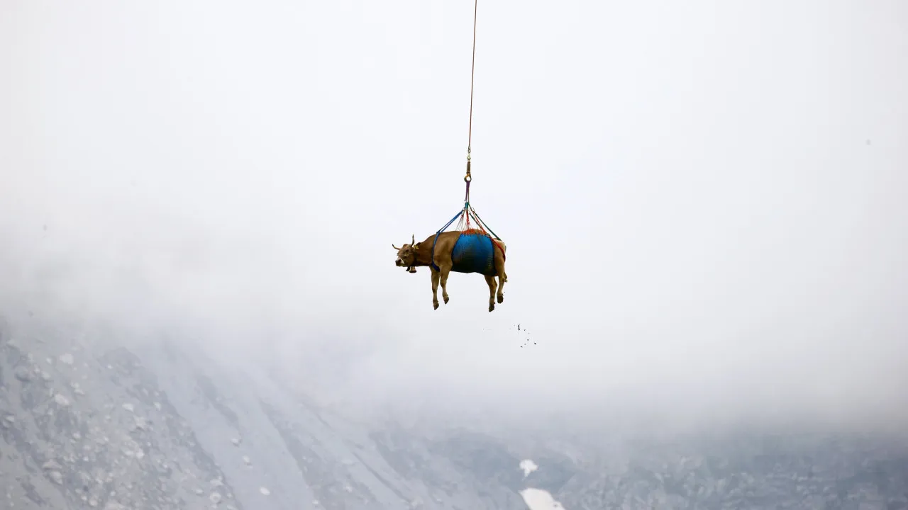 Vacas retiradas de helicóptero de aldeia nos alpes. Eis as imagens