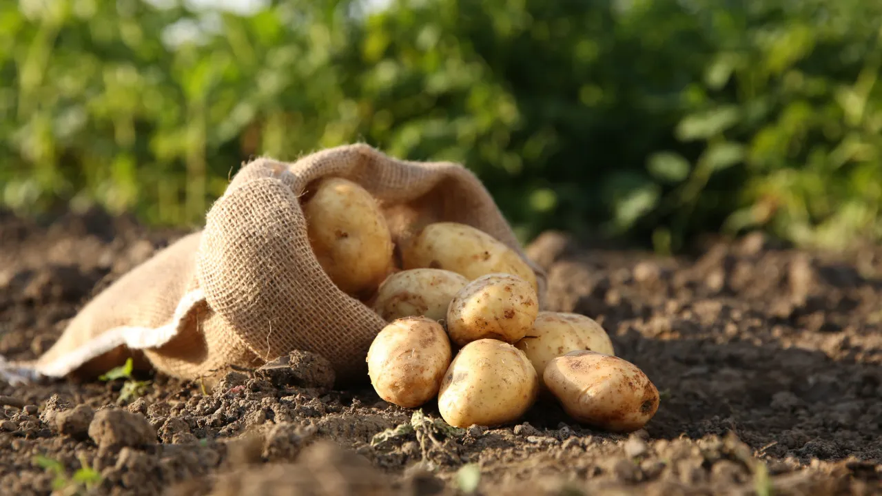 Plantas que nunca deve cultivar perto de batatas, segundo agricultores
