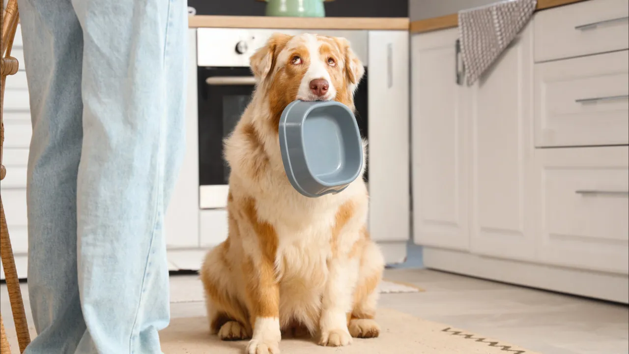 Petiscos que os patudos adoram mas podem provocar "obstrução intestinal"