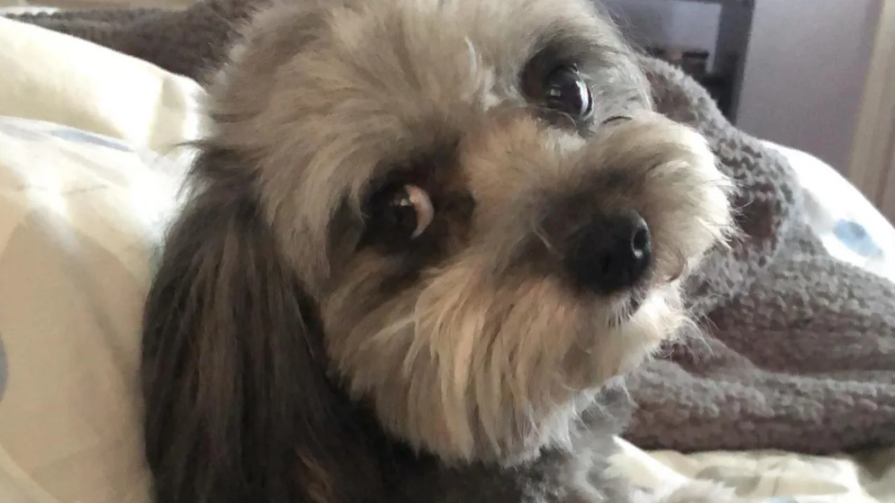 A notícia que Michelle já não esperava: "Lola" voltou a casa após 5 anos