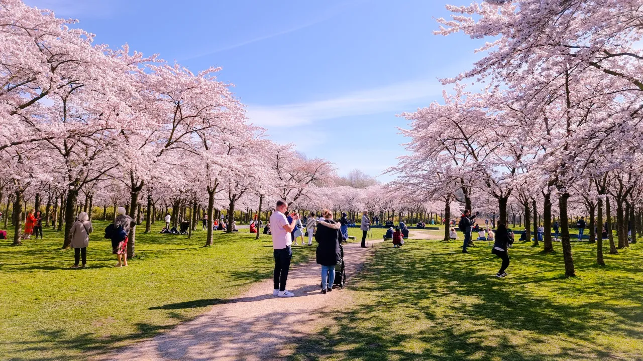Esqueça o Japão: 7 cidades na Europa para ver cerejeiras em flor