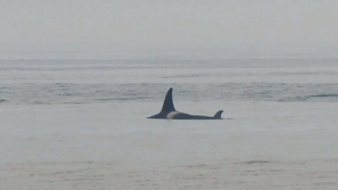 Orca avistada ao largo de Esposende. "Encontro raro, breve e marcante"