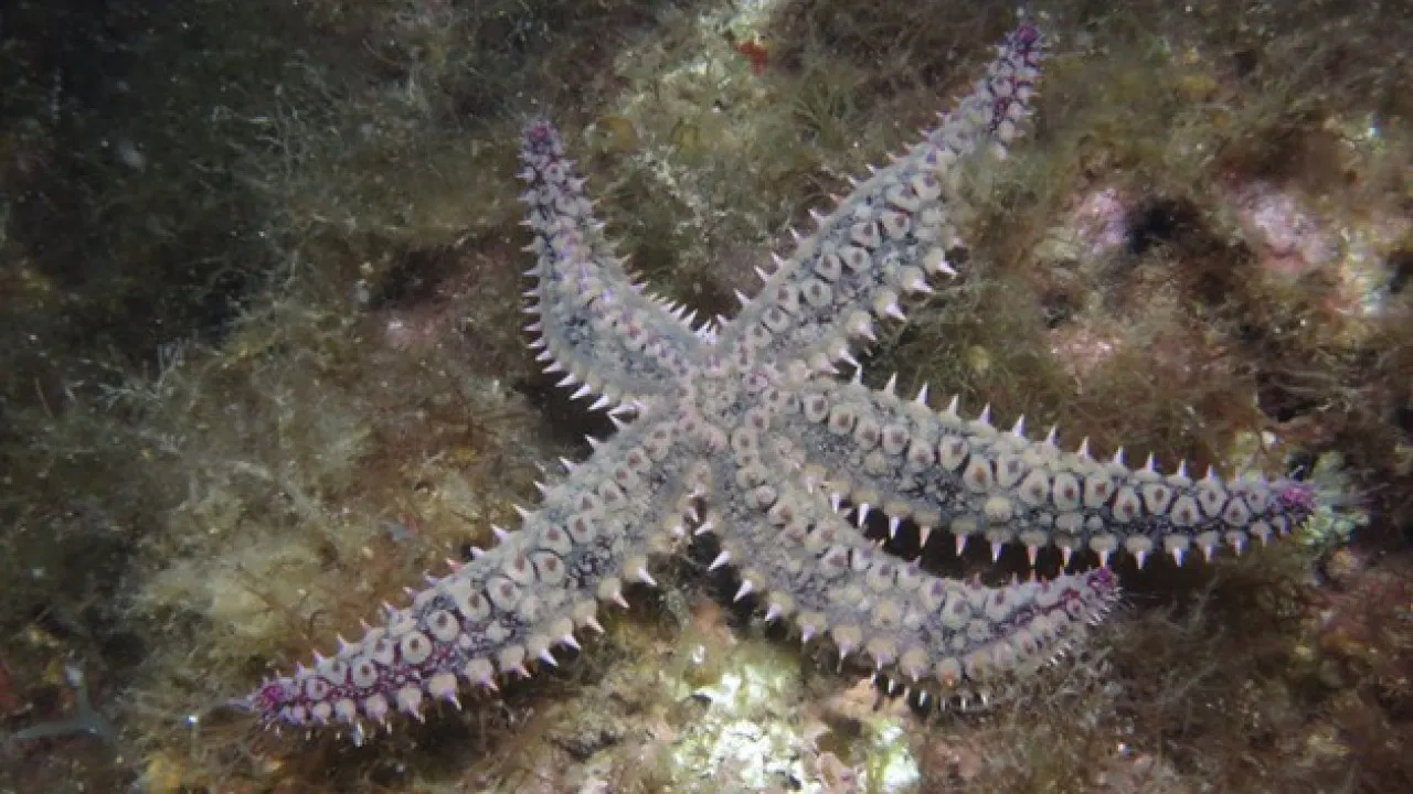 Estrelas-do-mar adaptam o seu genoma à região onde vivem