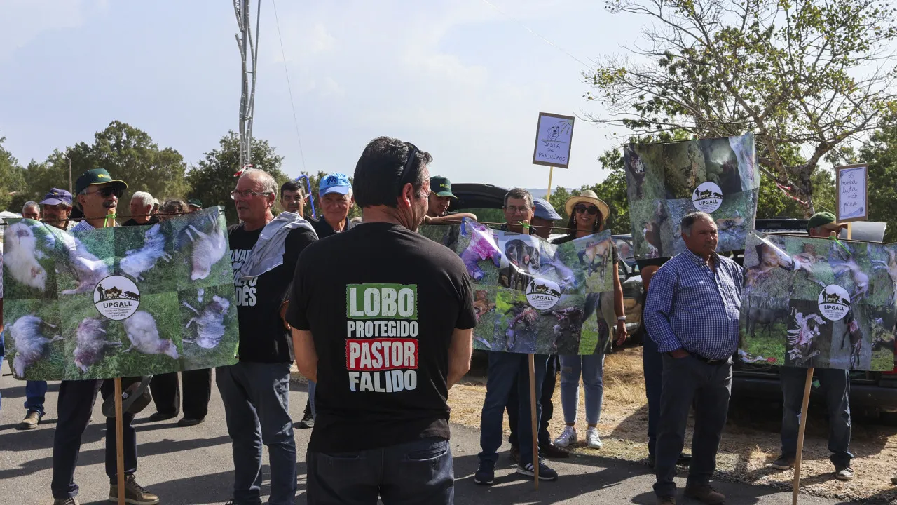 Pastores reclamam pagamentos atempados face a ataques de lobos
