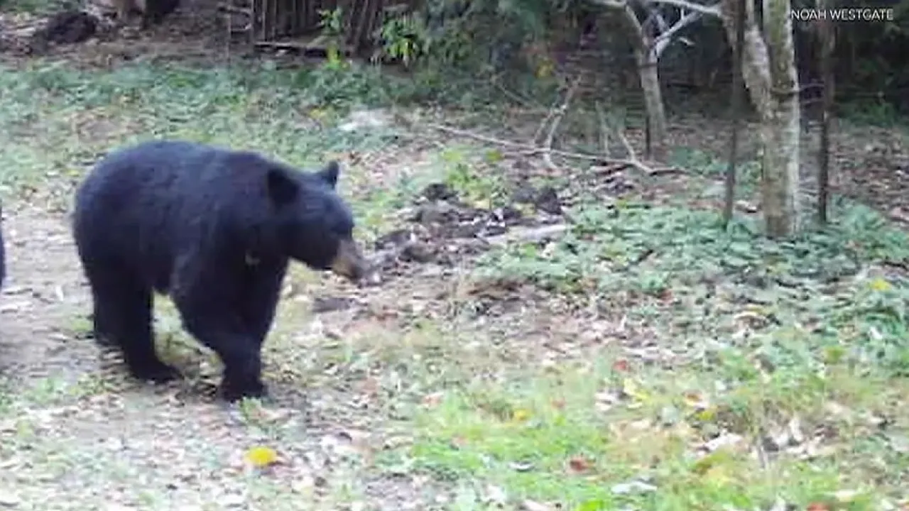 Menino de 12 anos atacado por ursa nos EUA. Deu-lhe um murro e salvou-se