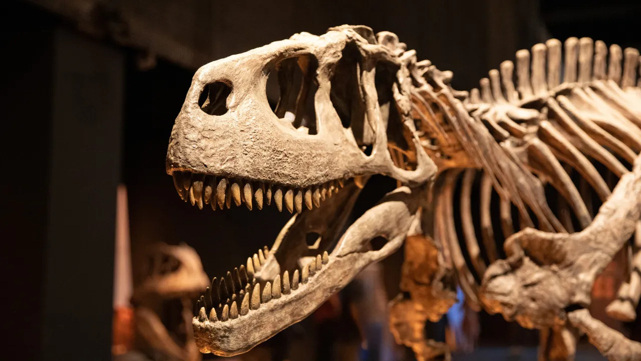 Dinossauros e aves desenvolveram capacidade de voo de forma independente