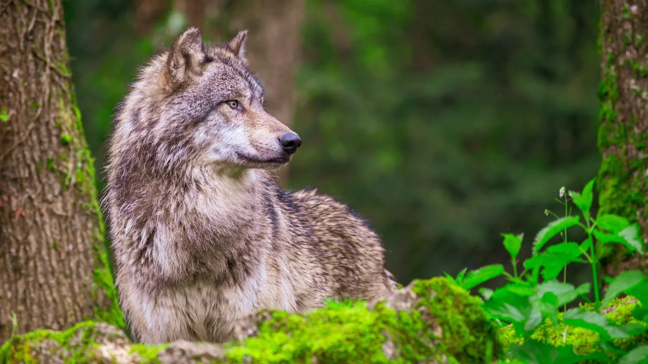 Autoridades capturam lobo que atacou duas pessoas na Grécia