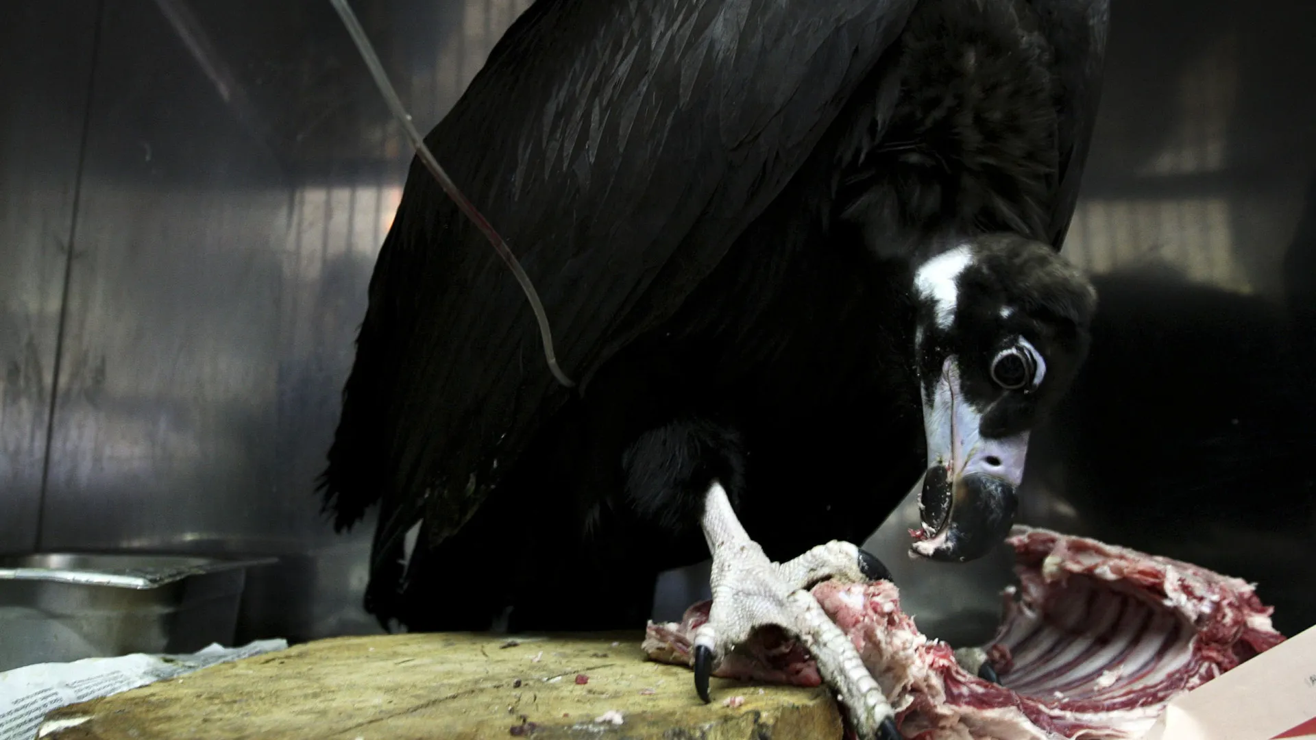 
                    Número de casais de abutre-preto em Portugal aumenta para mais de 119
                