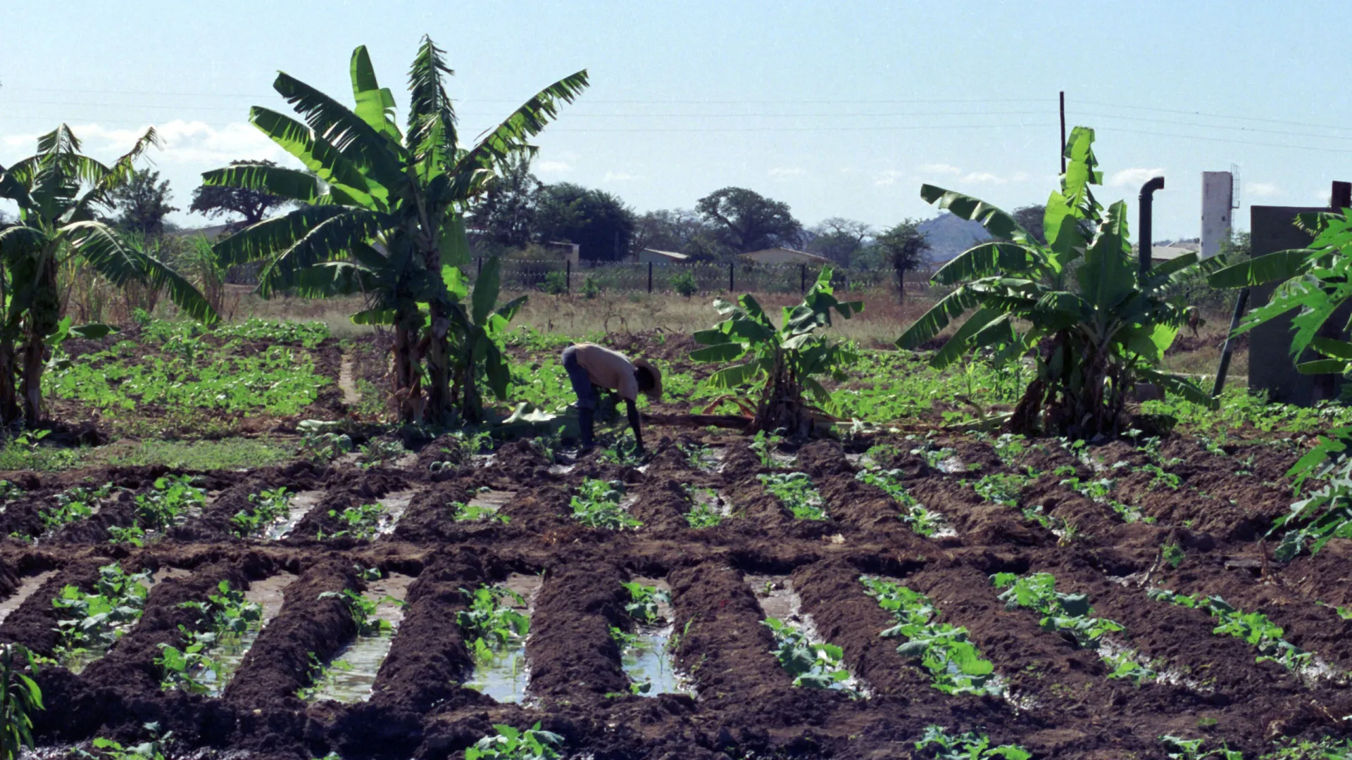 Moçambique financia irrigação de 184 agricultores com 136,6 mil euros
