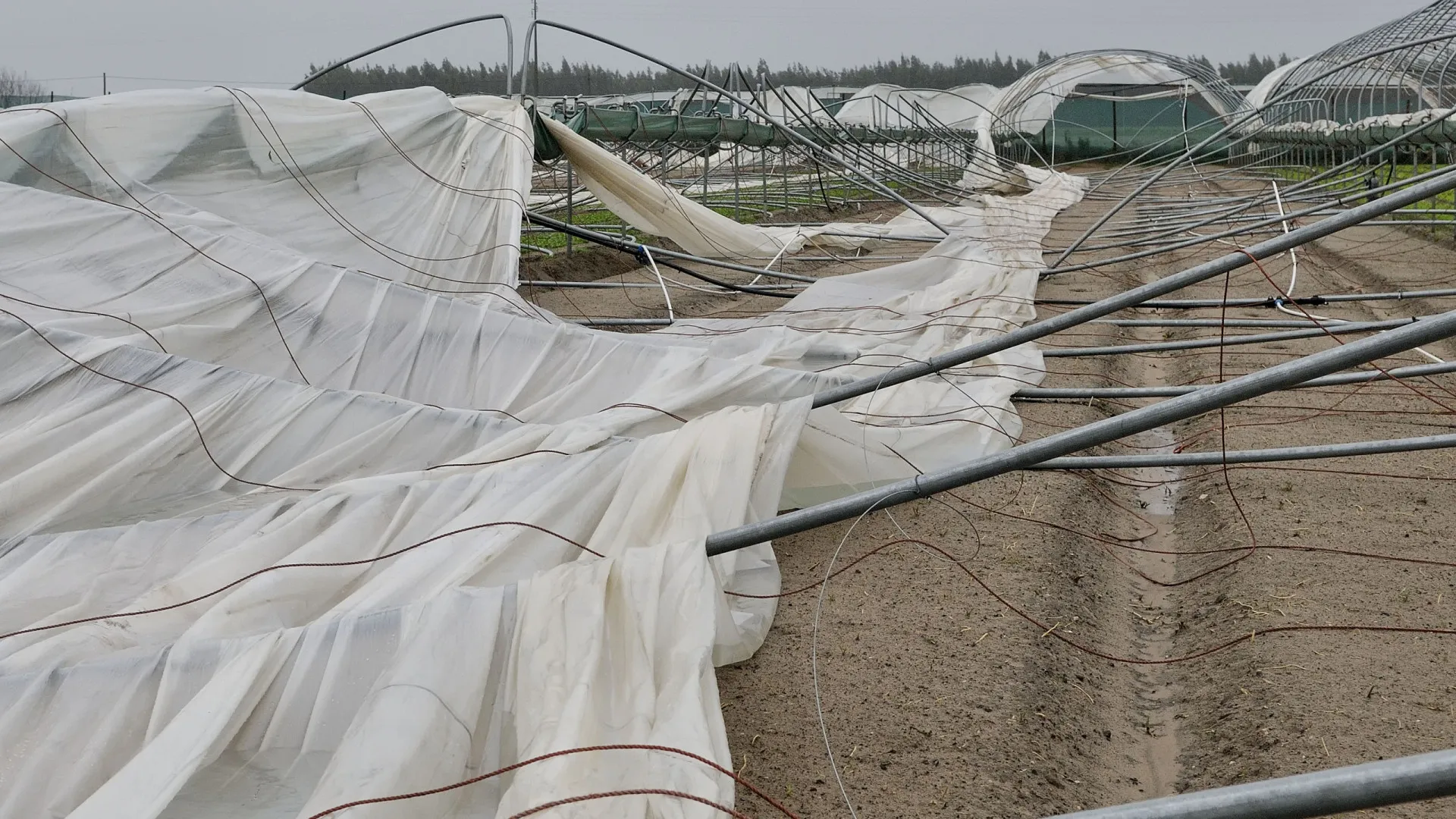 
                    Produtores de Odemira com prejuízo de 10 milhões pedem acesso a apoios
                