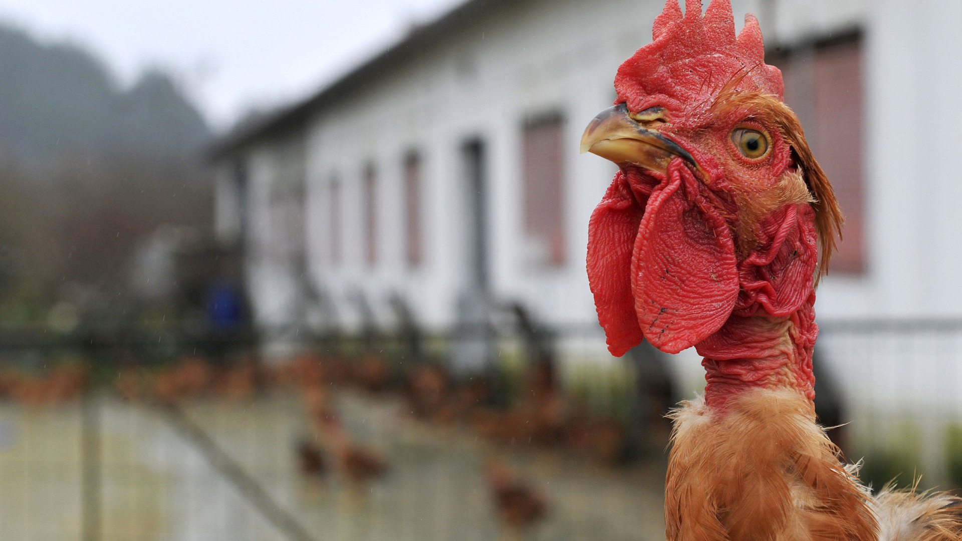 Macau proíbe importação de frango de Lisboa após casos de gripe aviária