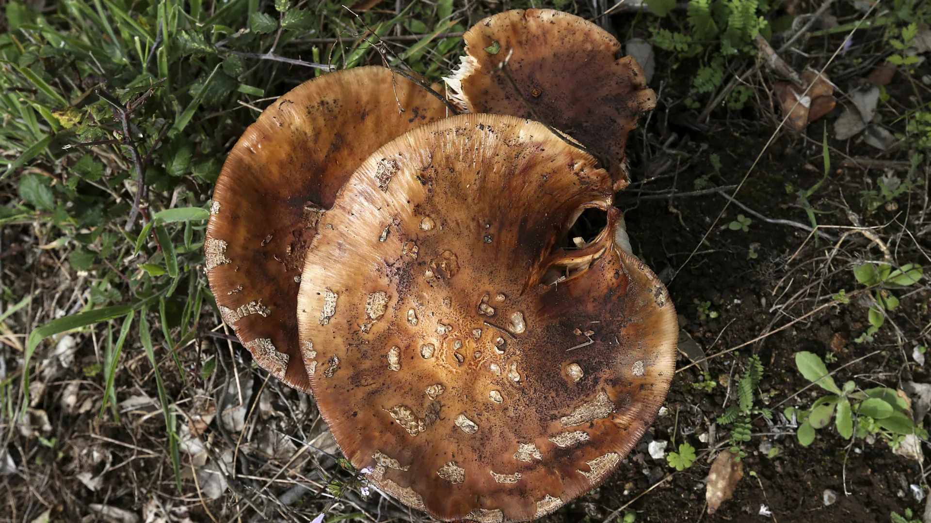 
                    Cuga assume que dispensar trabalhadores é 