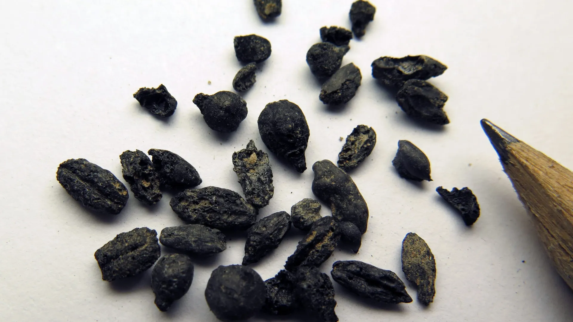 
                    Fundação distribui sementes a famílias afetadas por desastres naturais
                