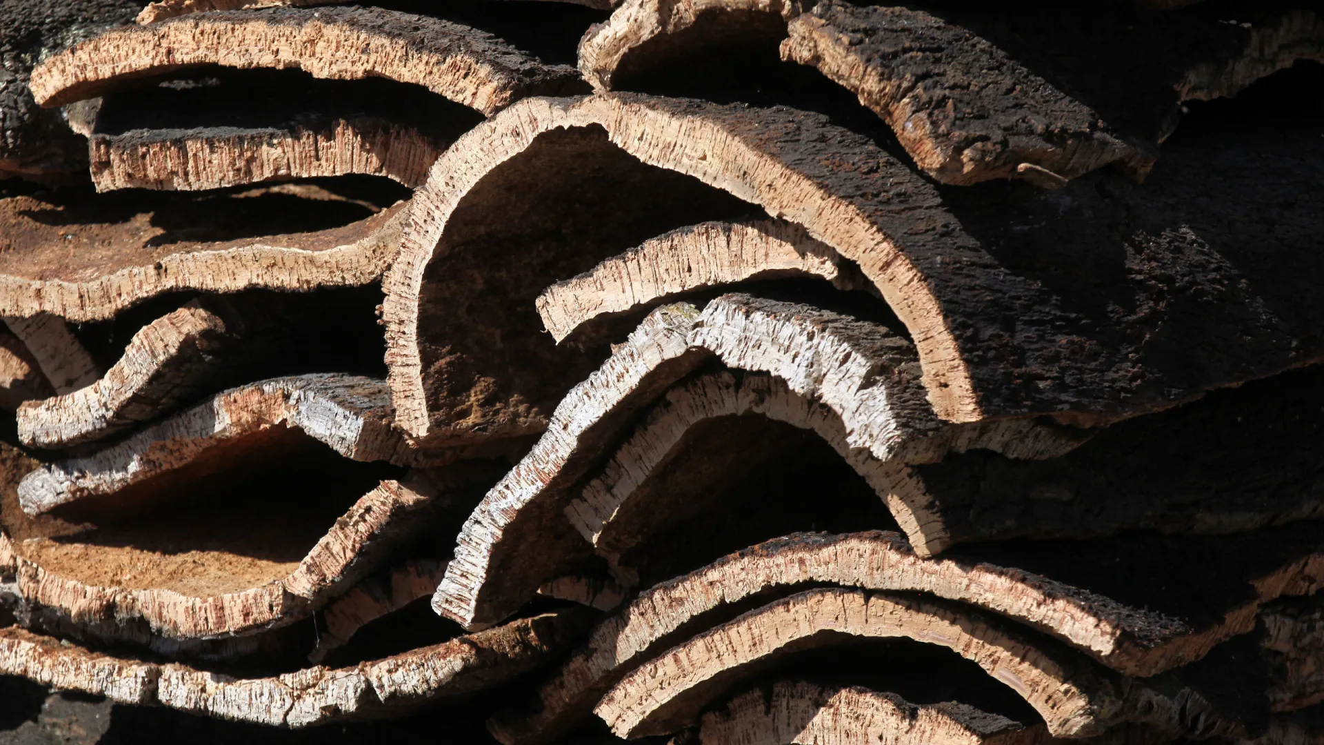 
                    Lucro da Corticeira Amorim cai 20,3% para 55,6 milhões em 2025
                