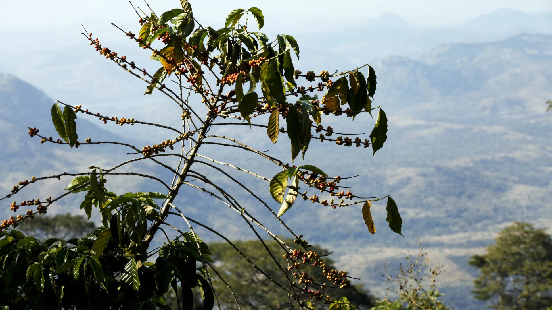
                    Angola quer melhorar produção do café para maior aceitação internacional
                