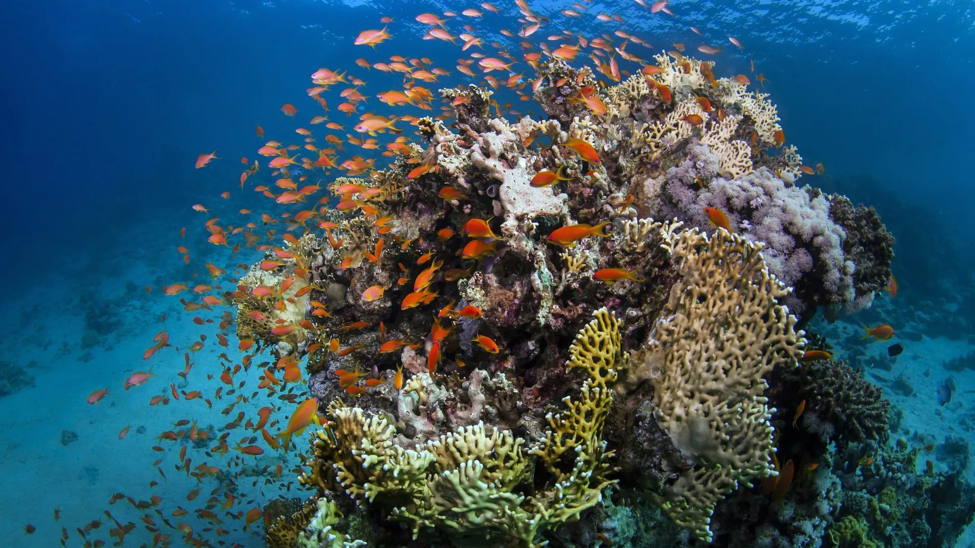 Lusófonos assinam Convenção para a Proteção do Ambiente Marinho