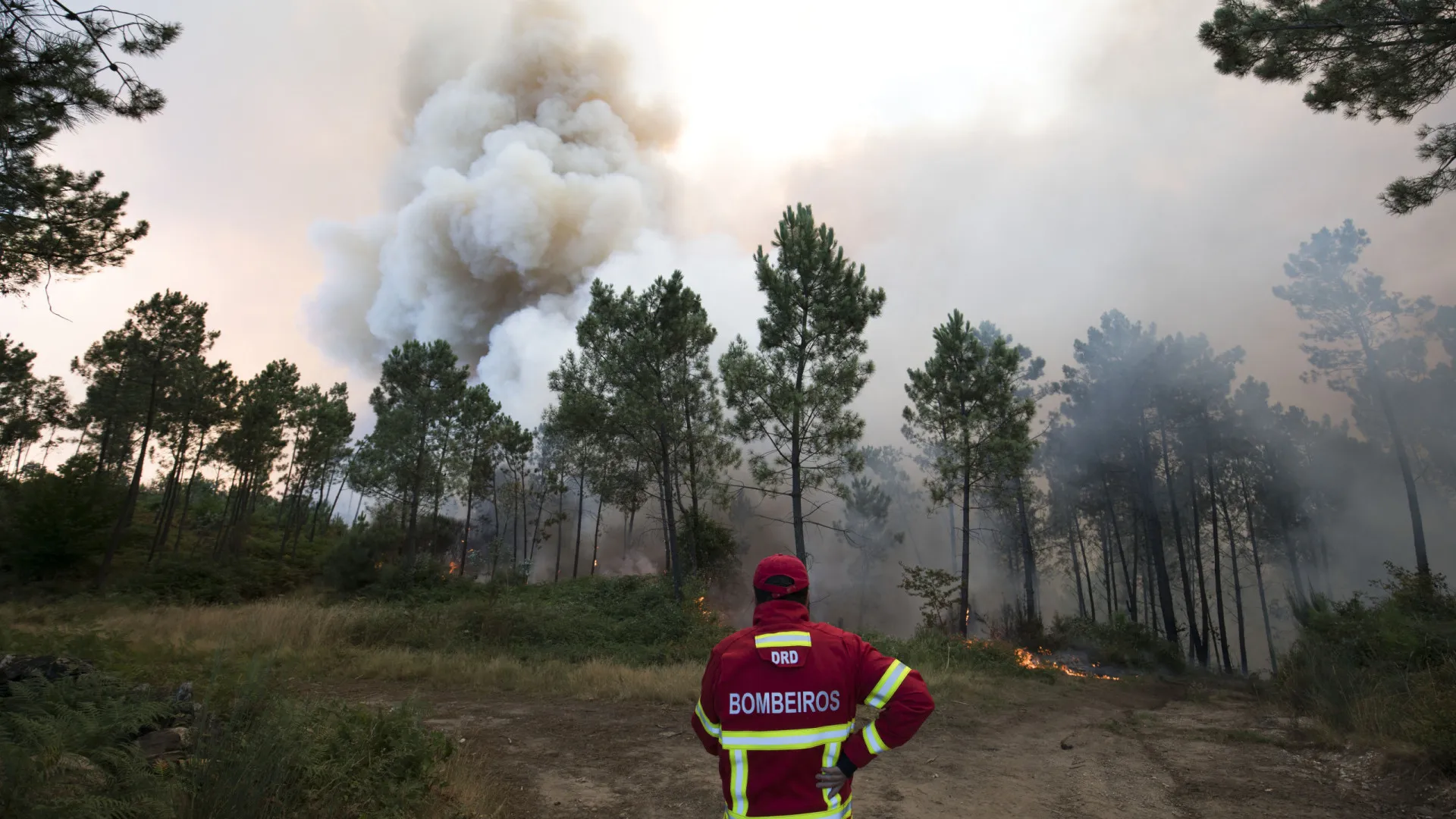 
                    Cerca de uma centena de operacionais combatem incêndio em Vale de Cambra
                