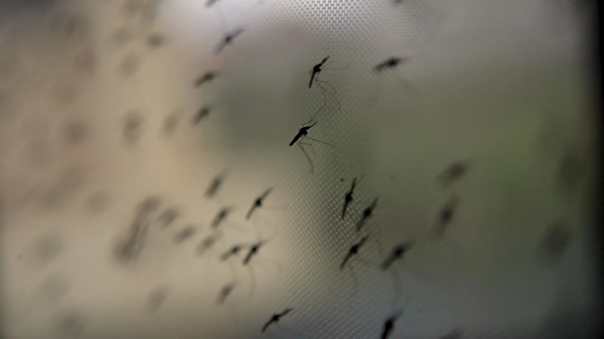 
                    Tempestade na ilha de São Vicente provoca aumento anormal de mosquitos
                