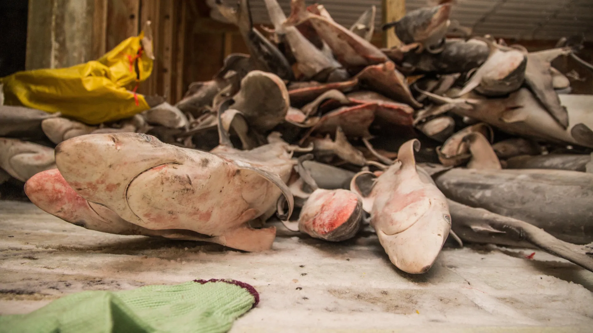 
                    Convenção aperta malha da proteção a 70 espécies de tubarão e raia ou manta
                