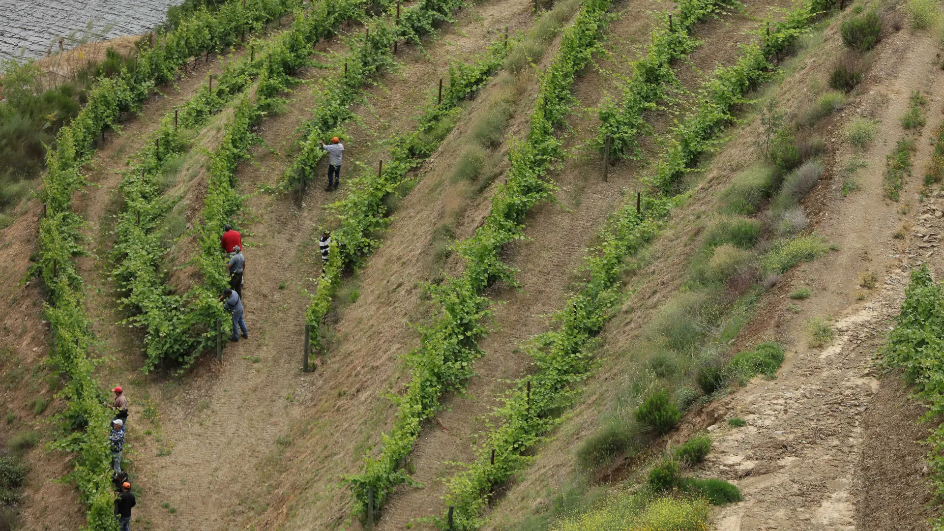 
                    Proposta para plano de ação para o Douro apresentada até 31 de março
                