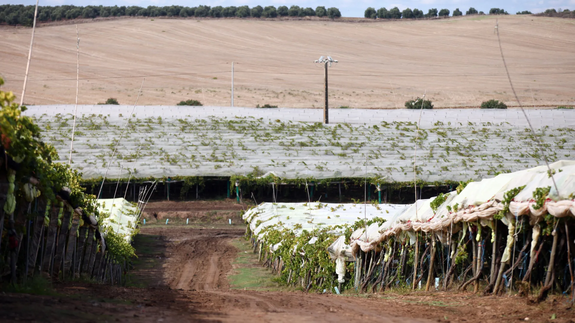 
                    Viticultores do Alentejo com quebra média de produção de 30%
                