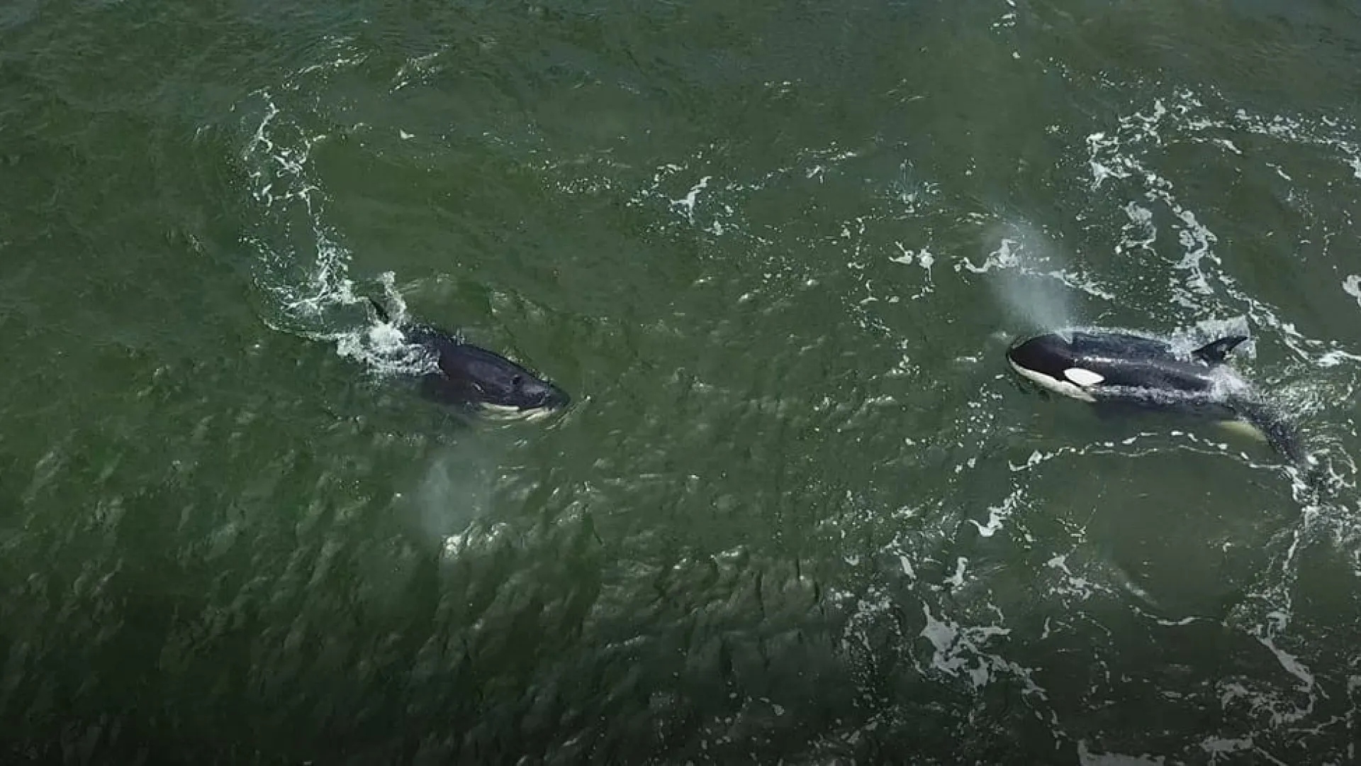 
                    Orcas voltam a 'fazer das suas'. Veleiro ficou sem leme perto de Peniche
                