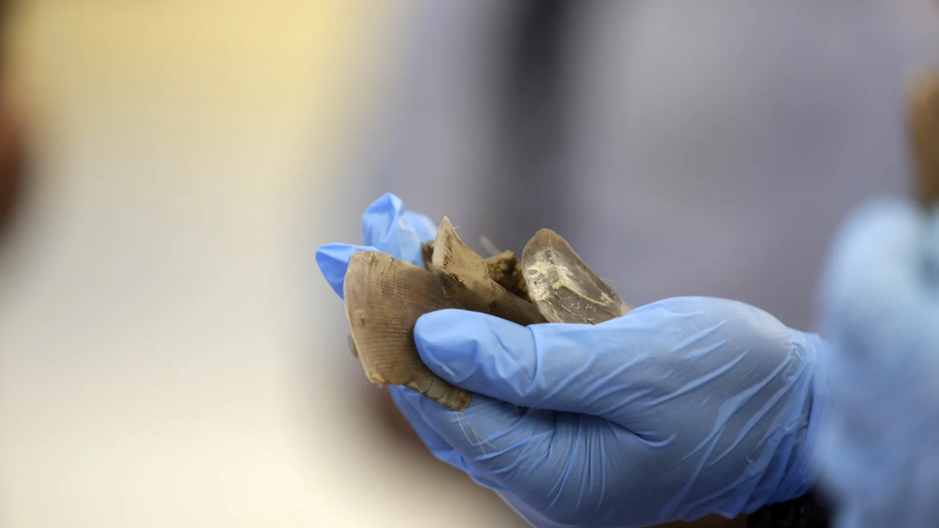 
                    Quatro detidos por abate e porte de espécies proibidas em Moçambique
                