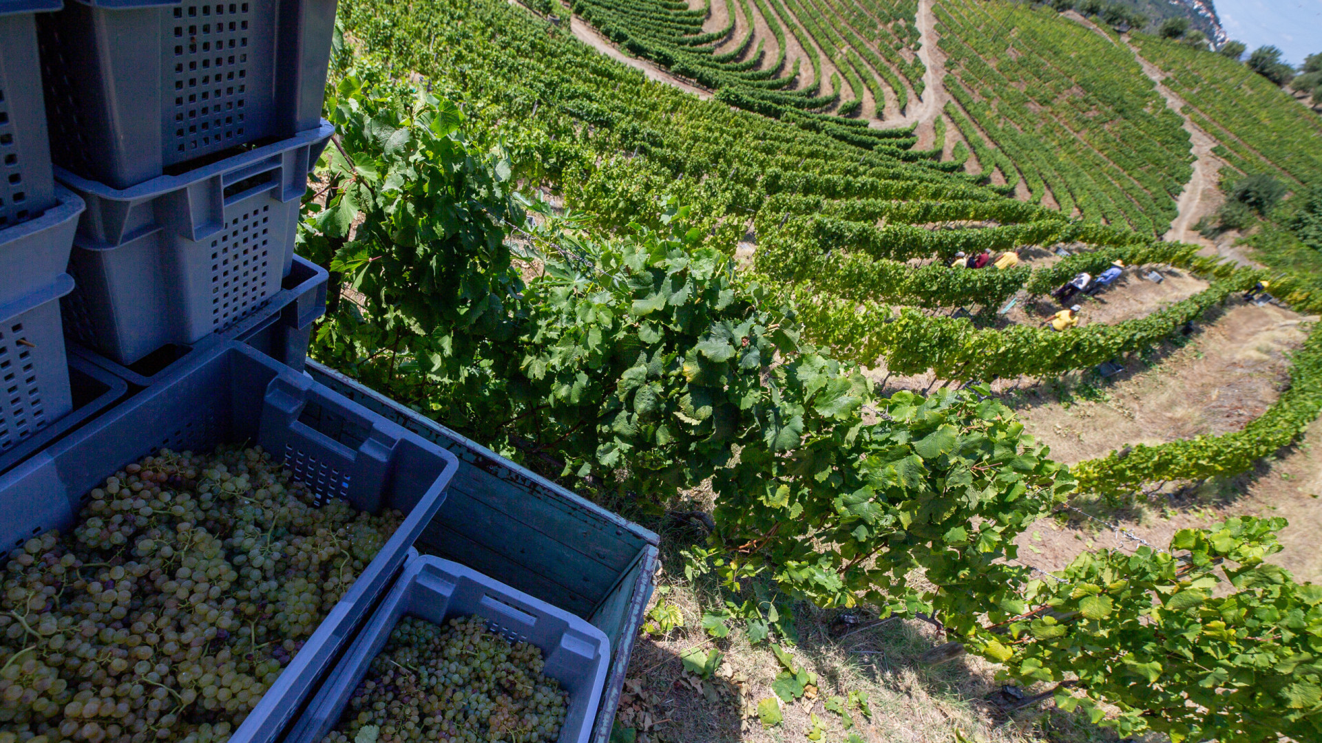 PS, PCP, Chega, PAN, IL e CDS propõem medidas para apoiar viticultores do Douro