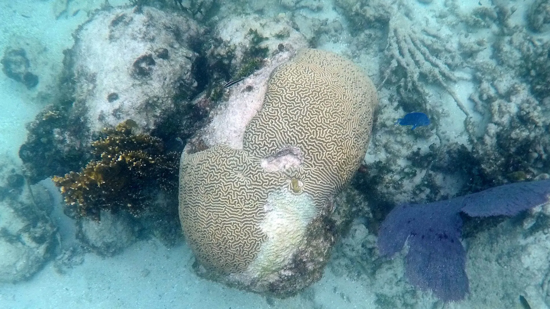 
                    Metade dos recifes de coral afetado por branqueamento entre 2014 e 2017
                