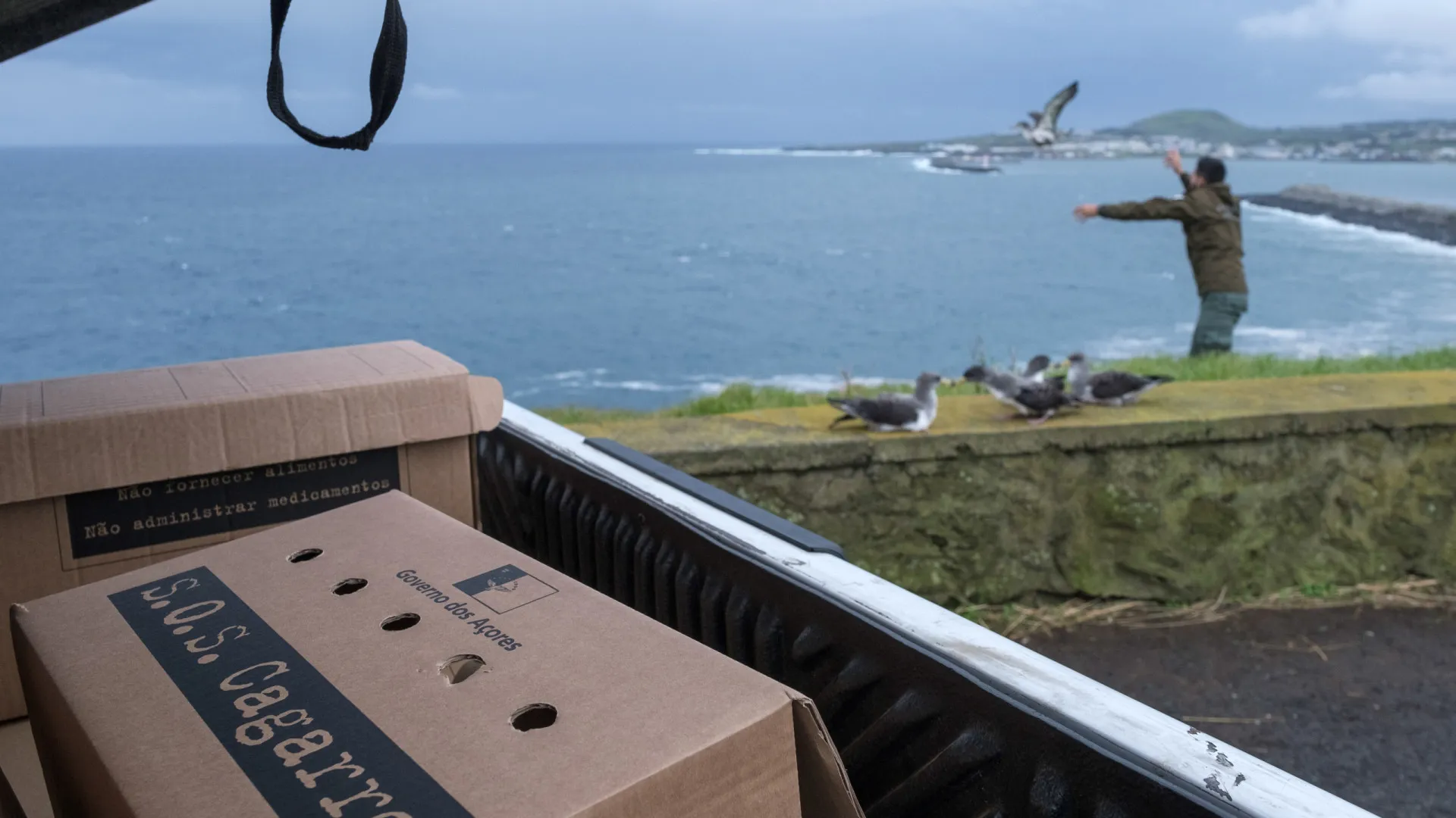 
                    Campanha aumenta recolhas e salva 7.890 cagarros nos Açores em 2025
                