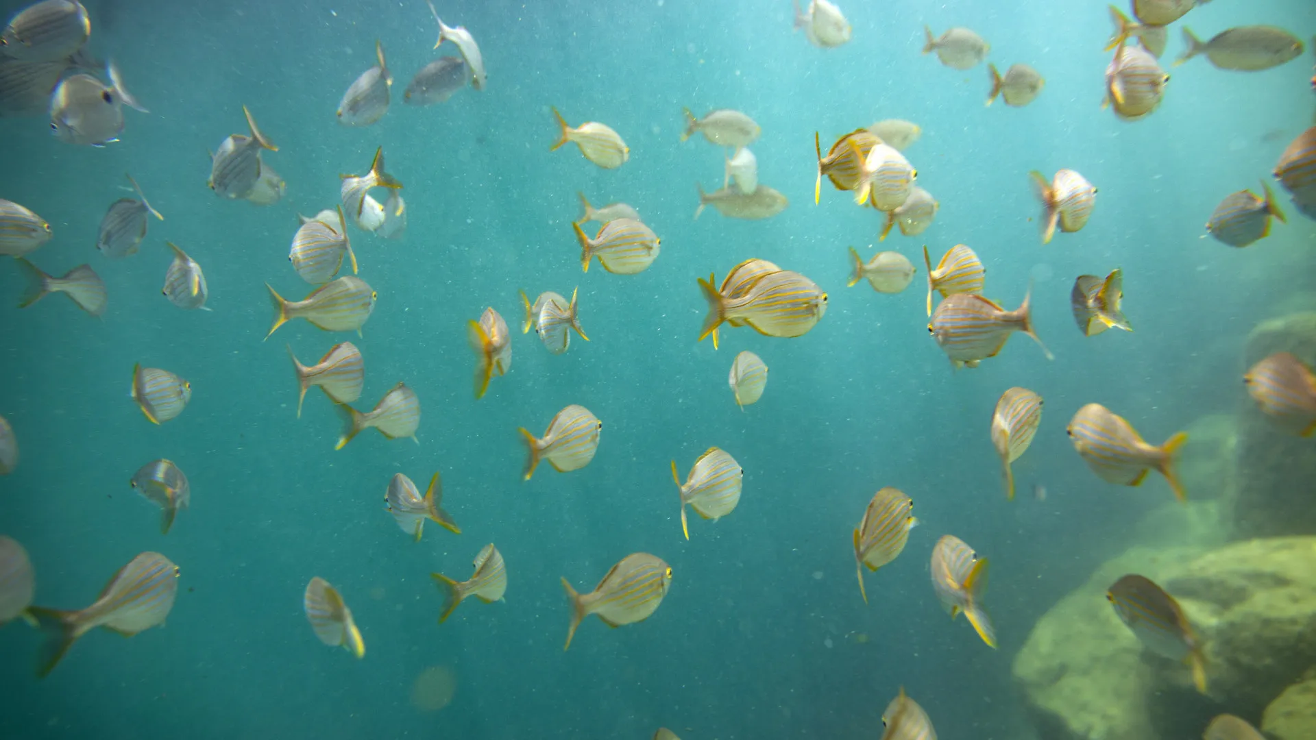 
                    Oceano está a sofrer transformações globais cumulativas sem precedentes
                