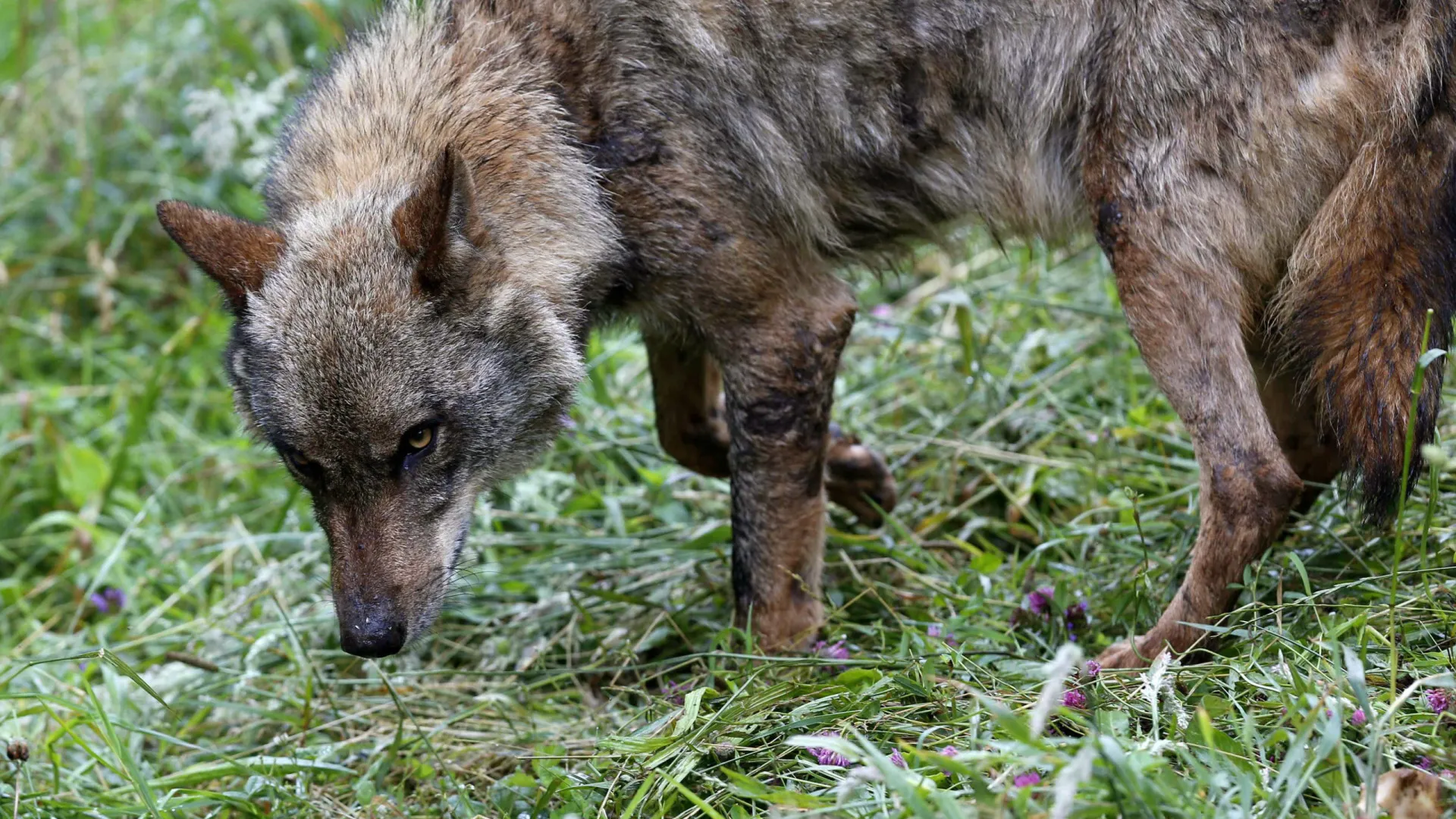 
                    Registados 32 ataques de lobos no Planalto Mirandês nos últimos 20 meses
                