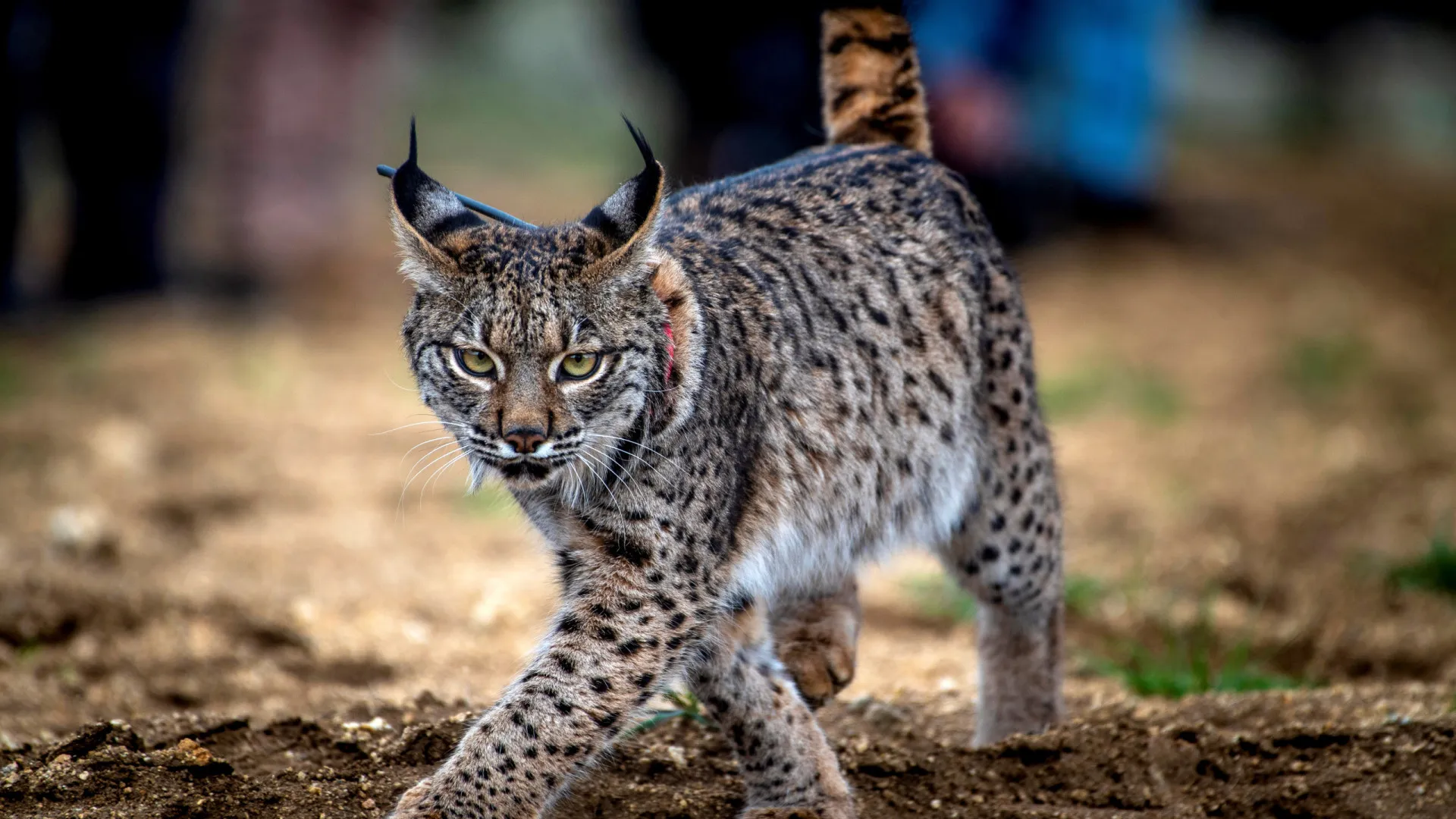 
                    Recorde de 62 crias de lince ibérico nascidas em cativeiro em 2025
                