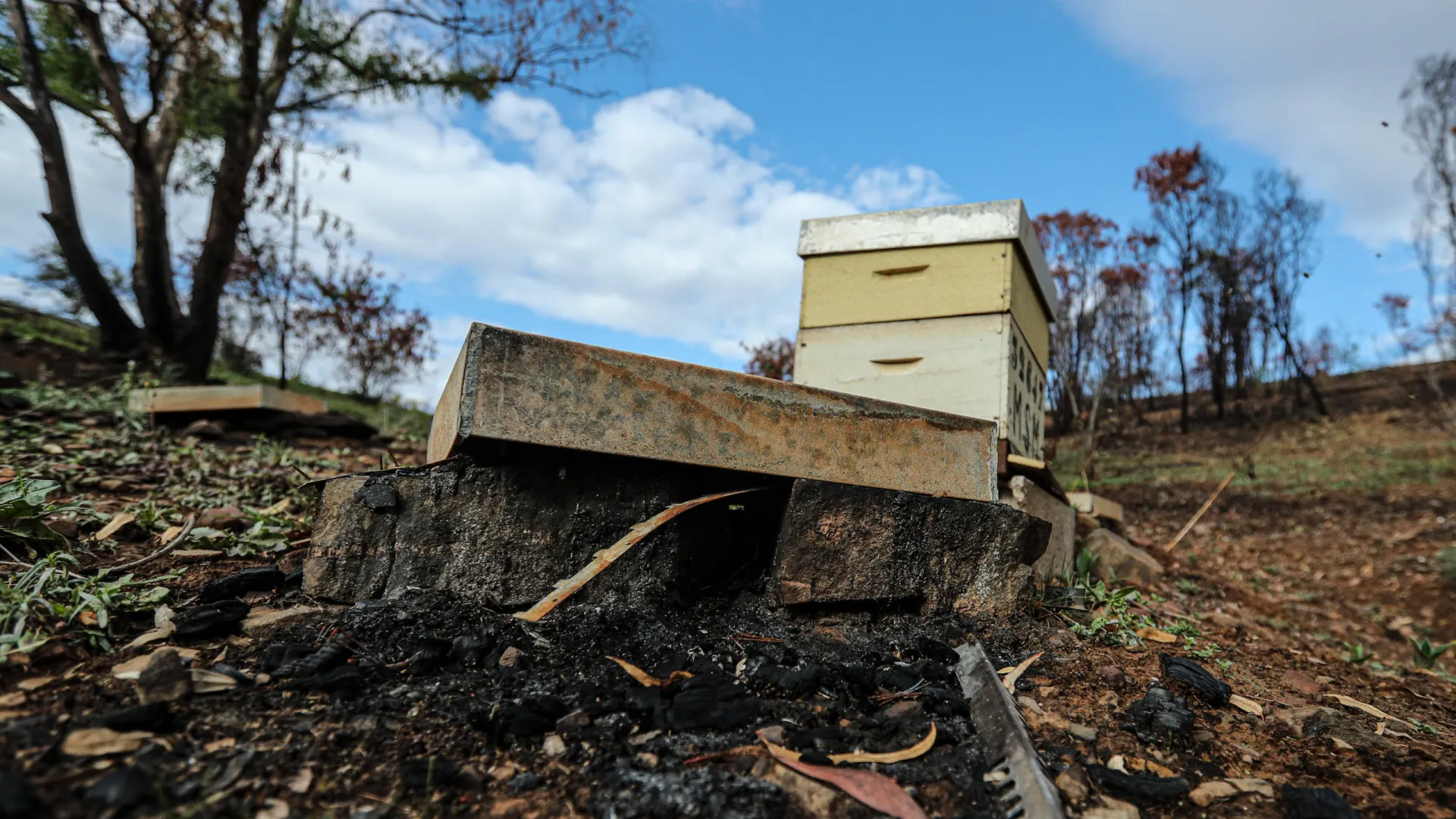 
                    Beira Alta: Mais de duas mil colónias de abelhas afetadas pelos incêndios
                
