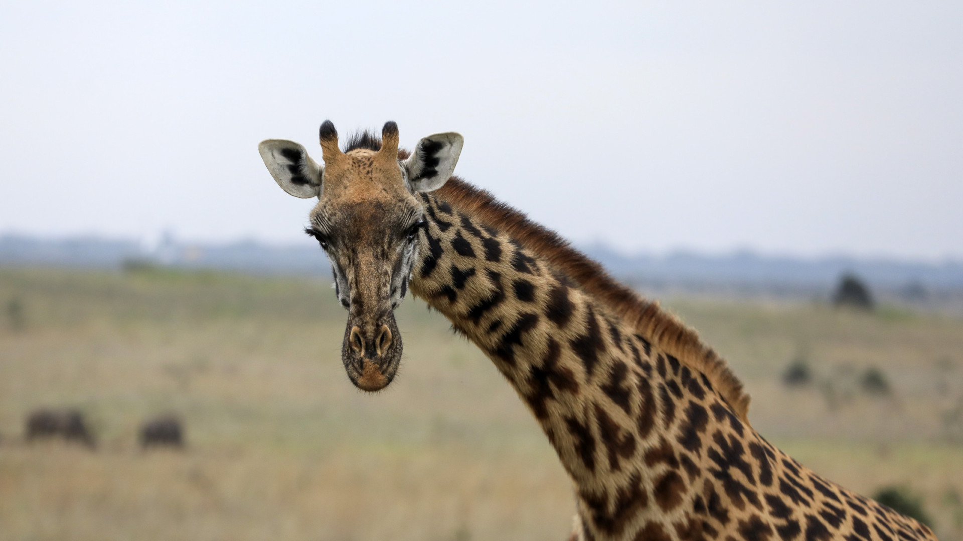 Quatro girafas diferentes reconhecidas em reclassificação histórica