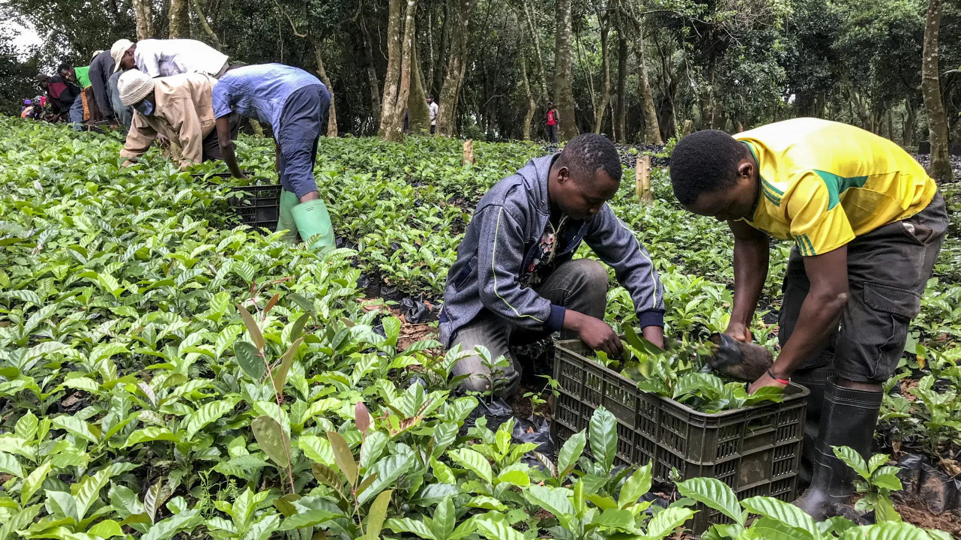 Estudo revela aroma de jasmim e frutas no café moçambicano de Chimanimani