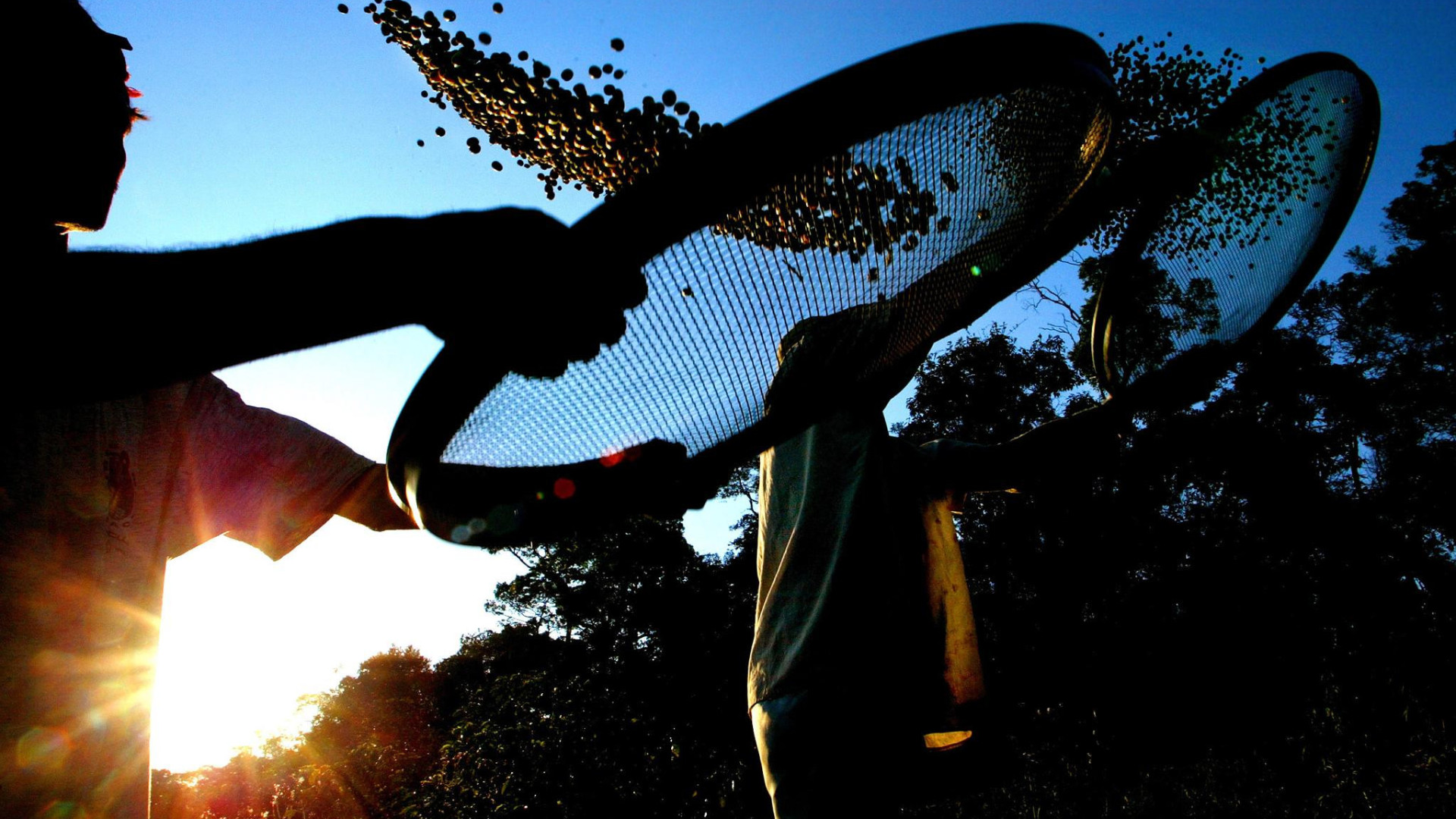 Desflorestação? Países latino-americanos fora de lista de “alto risco”