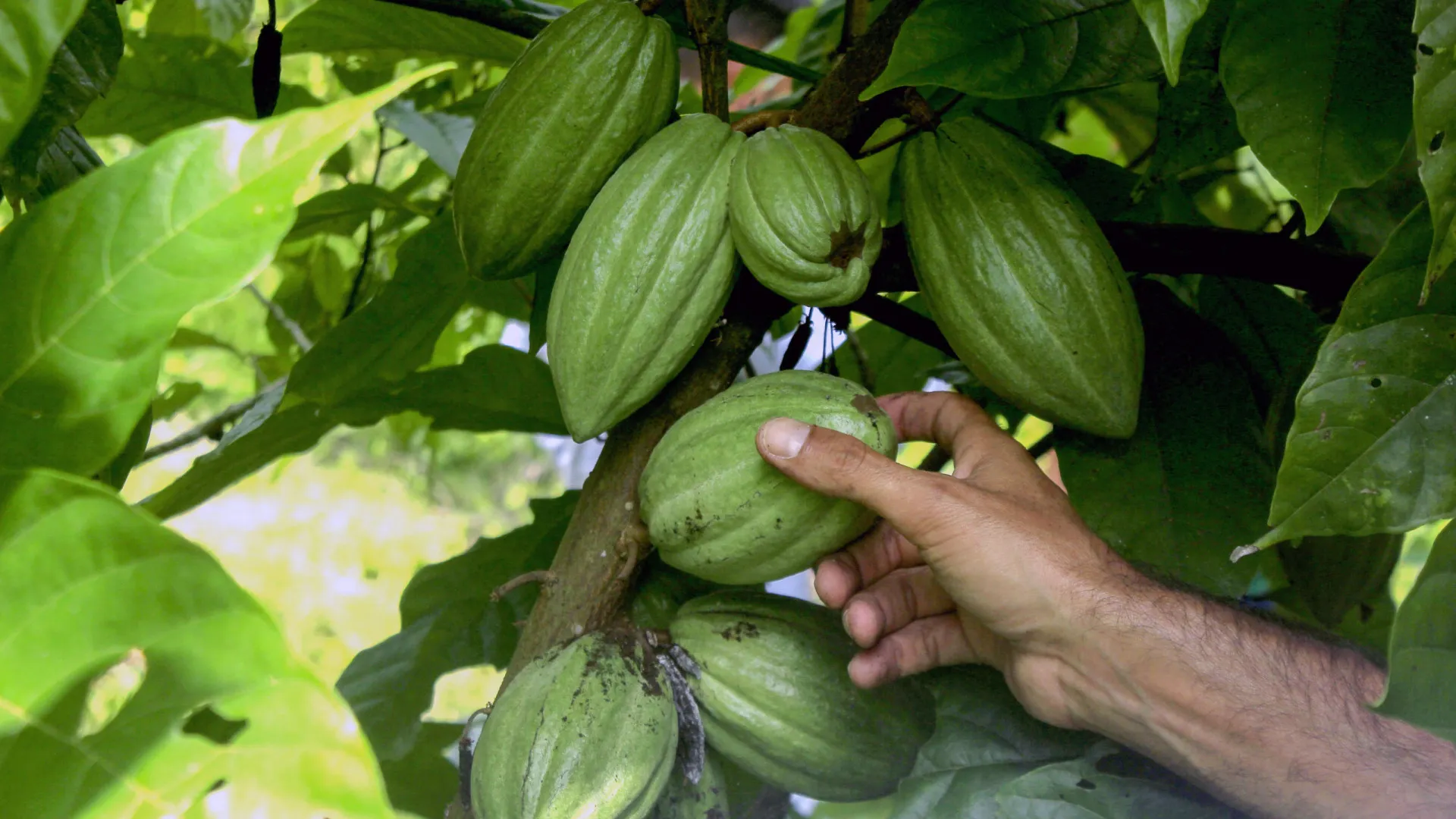 
                    Angola deve apostar no financiamento privado do agronegócio
                