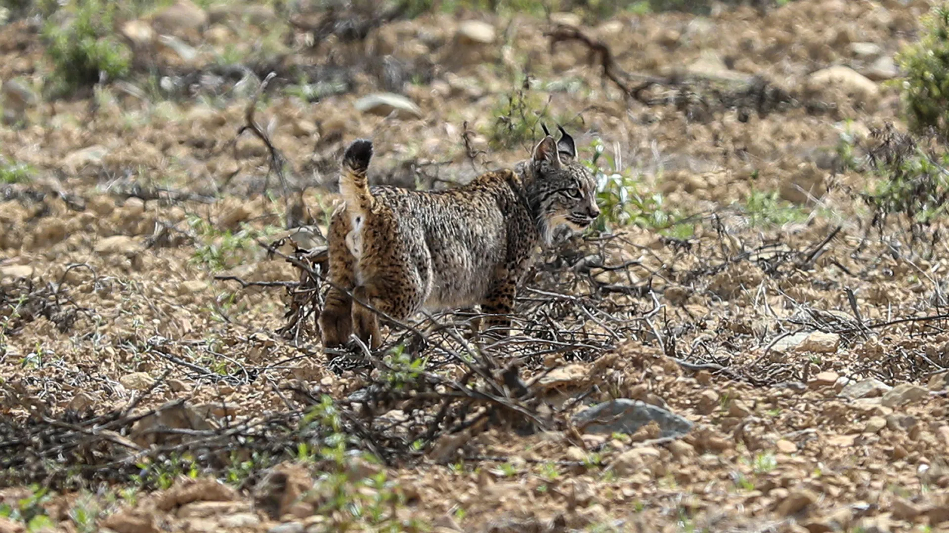 
                    Lince ibérico continua ameaçado apesar de 