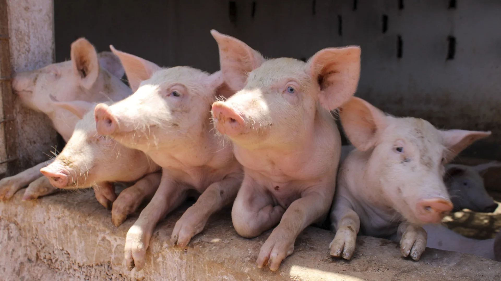 
                    DGAV pede reforço da prevenção contra peste suína após casos em Barcelona
                