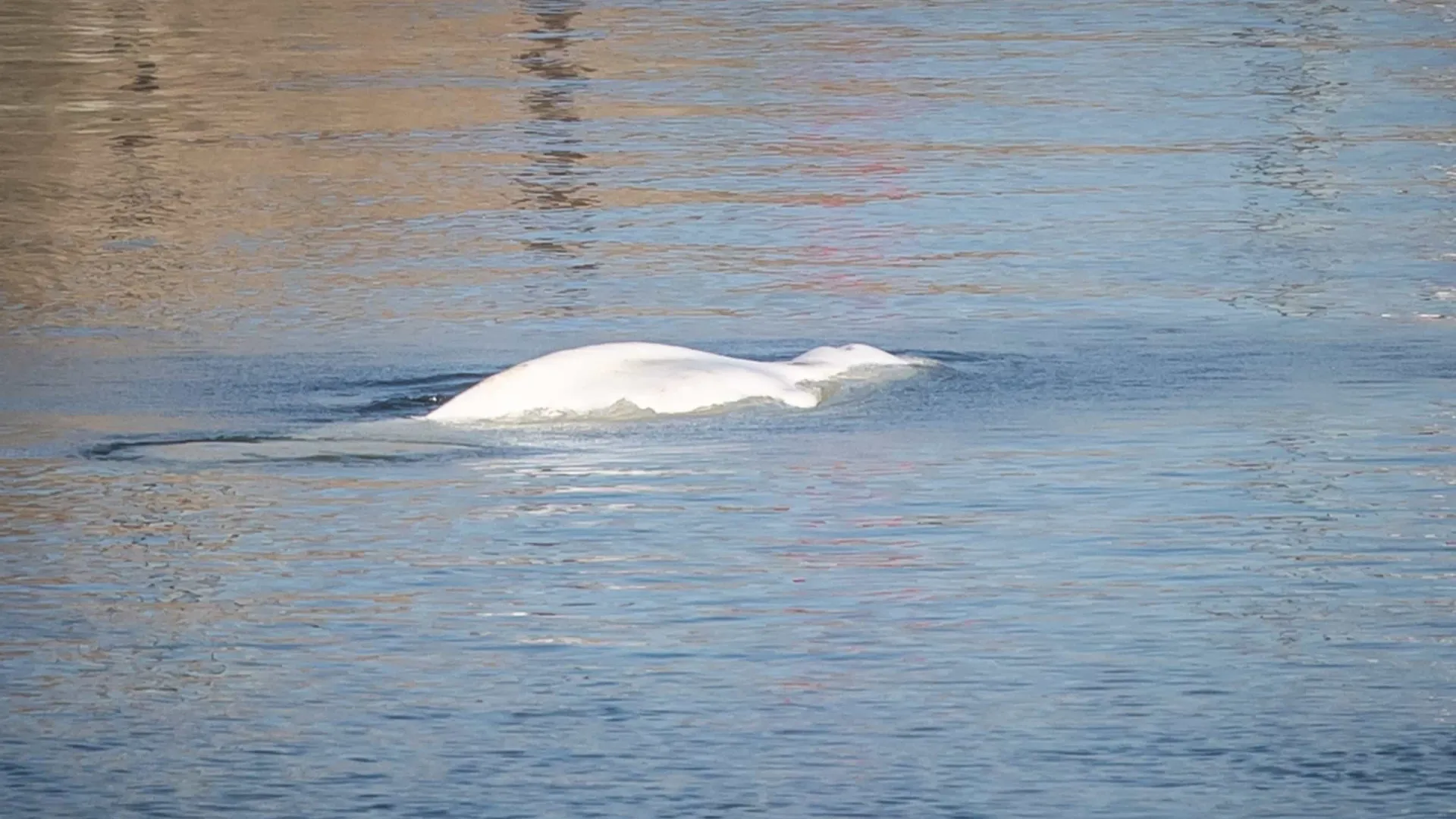 Baleia beluga perdida no rio Sena retirada da água