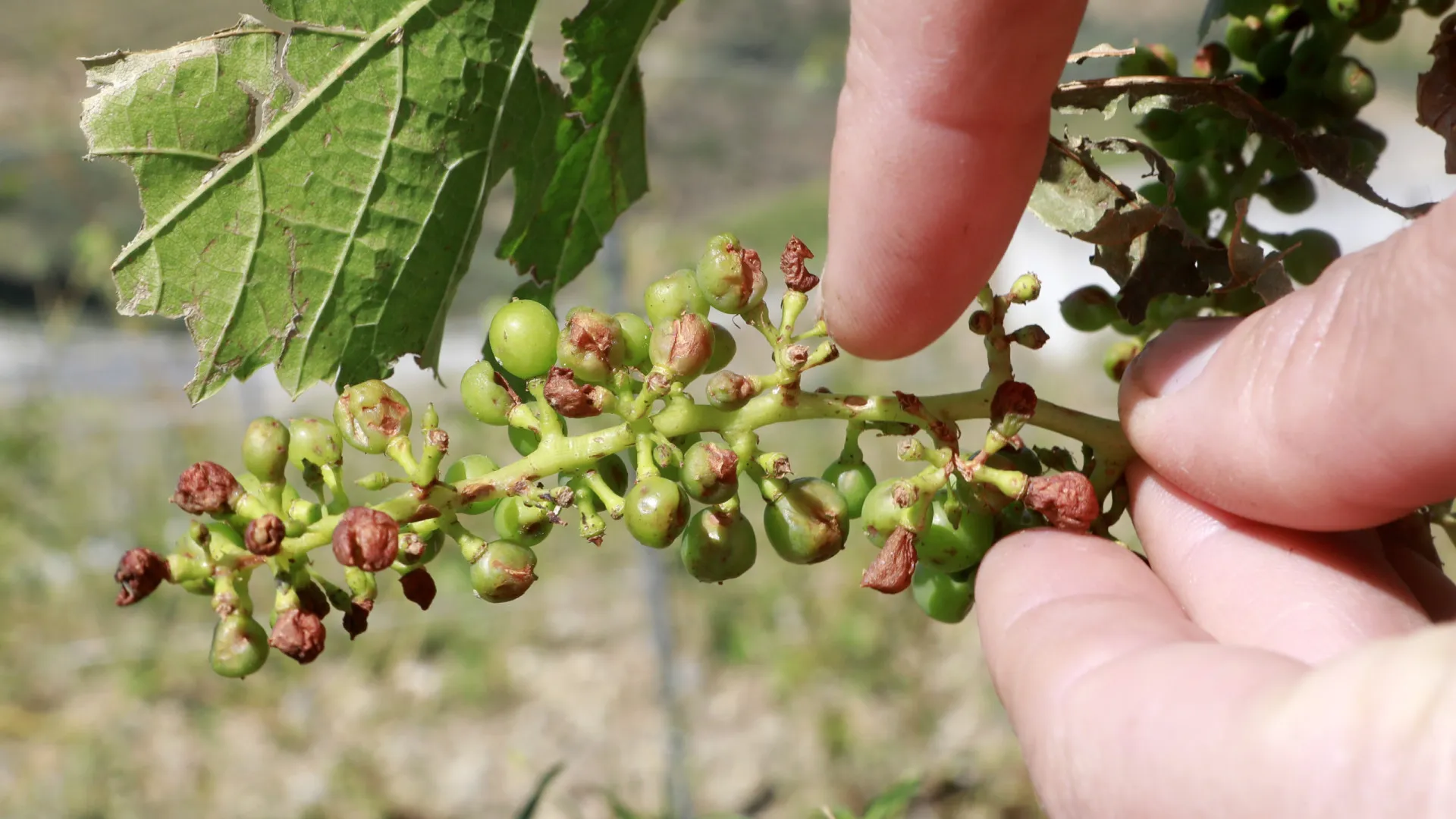 Produção mundial de vinho recupera em 2025, Portugal em quebra