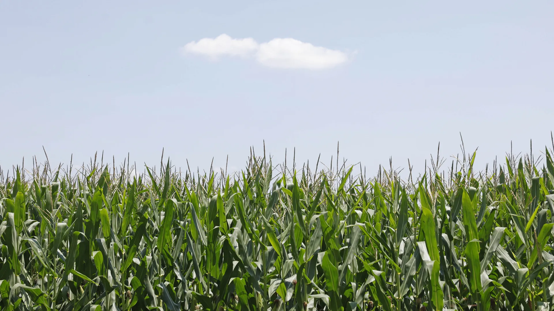 Angola ainda importa milho apesar de ter aumentado produção do cereal