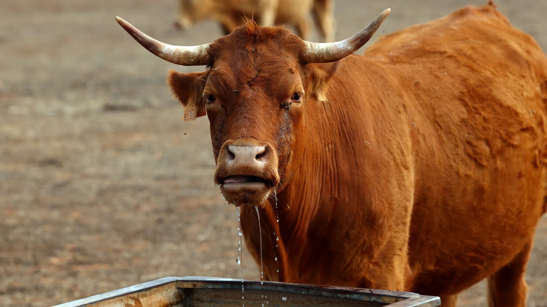 
                    Angola investiu em 10,5 milhões de doses de vacinas para gado bovino
                