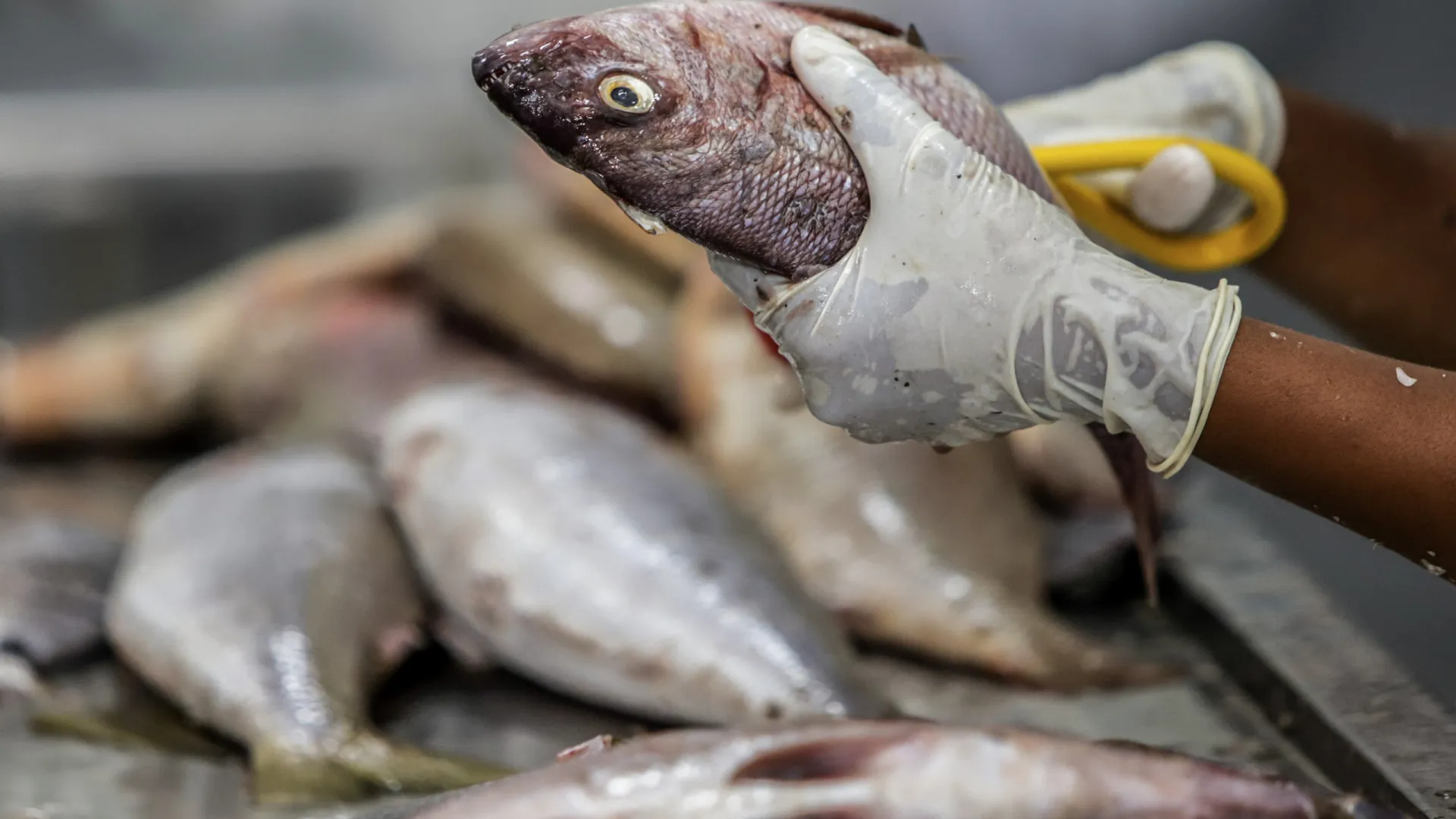 
                    Cabo Verde abre concurso para relançar unidade de processamento de pescado
                