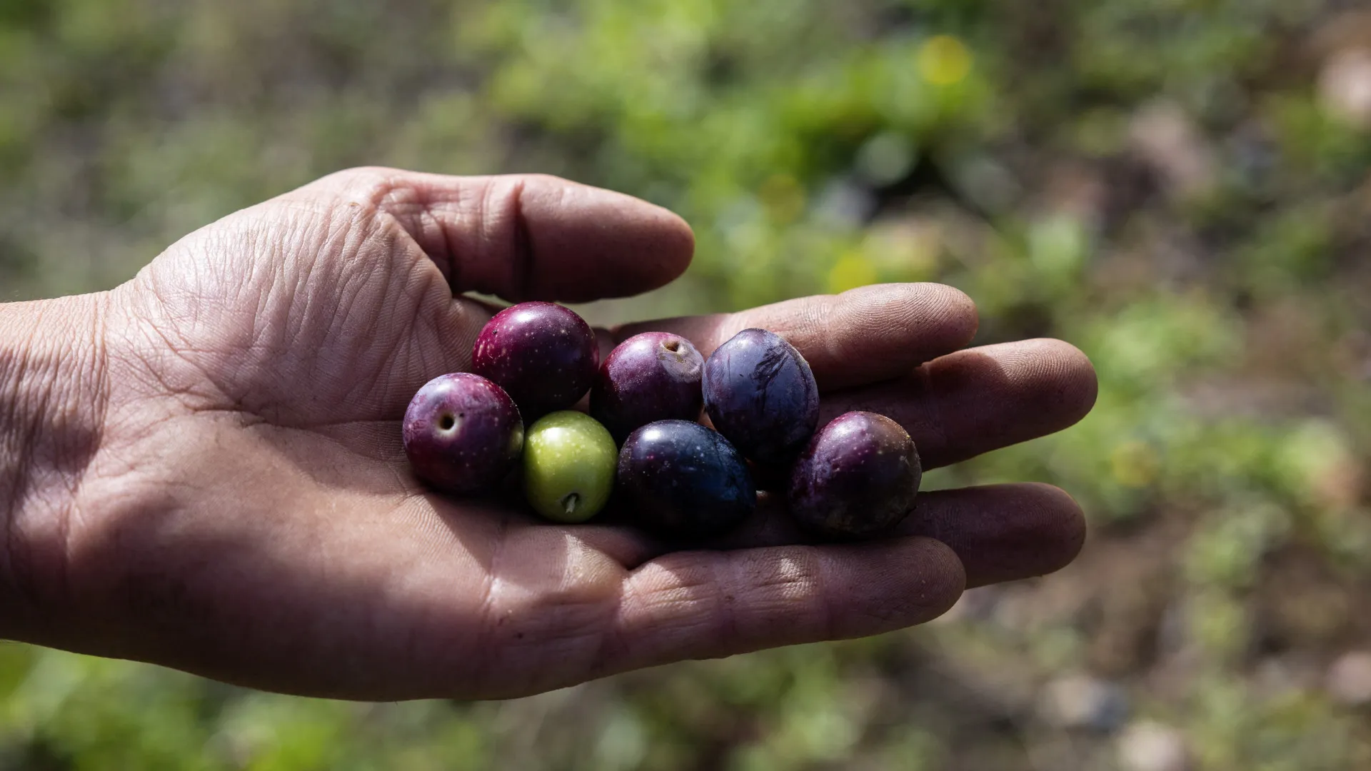 
                    Litro de azeite ficou 2,91 euros mais barato no último ano. E em 2026?
                